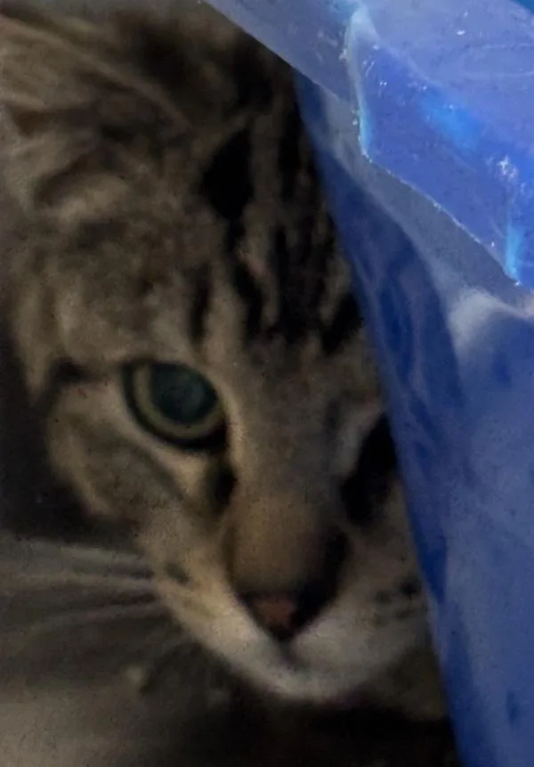 A young small-sized male Domestic Short Hair cat named Orange Highlighter for adoption in Golden, CO