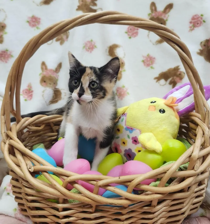 A baby small-sized female Domestic Short Hair cat named Icelyn for adoption in Little Rock, AR