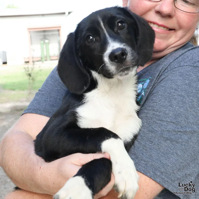 A baby large-sized male Border Collie dog named Georgie for adoption in Washington, DC