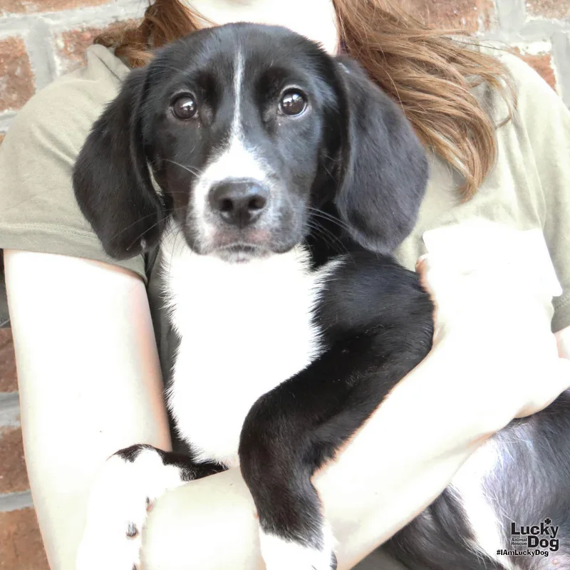Georgie thumbnail 2