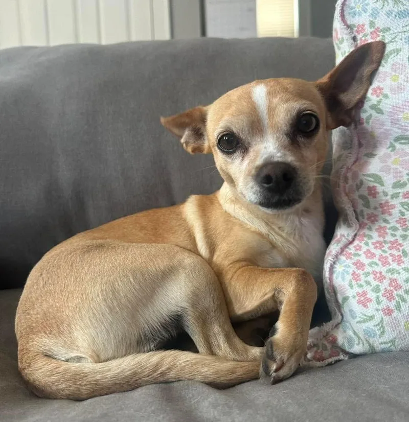 An adult small-sized female Chihuahua dog named Siggy $ for adoption in Milwaukee, WI