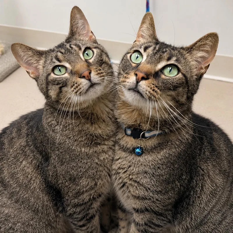 An adult large-sized male Brown / Chocolate Domestic Short Hair cat named Quill for adoption in Champaign, IL