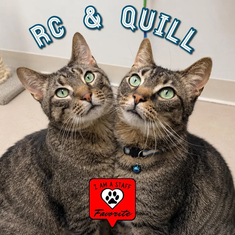 Quill thumbnail 3