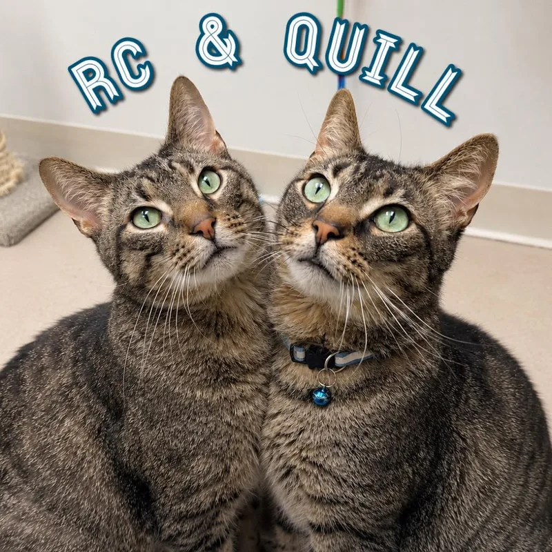 Quill thumbnail 4