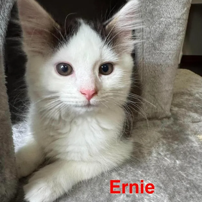 A baby small-sized male Brown / Chocolate Domestic Short Hair cat named Ernie for adoption in Parkersburg, WV