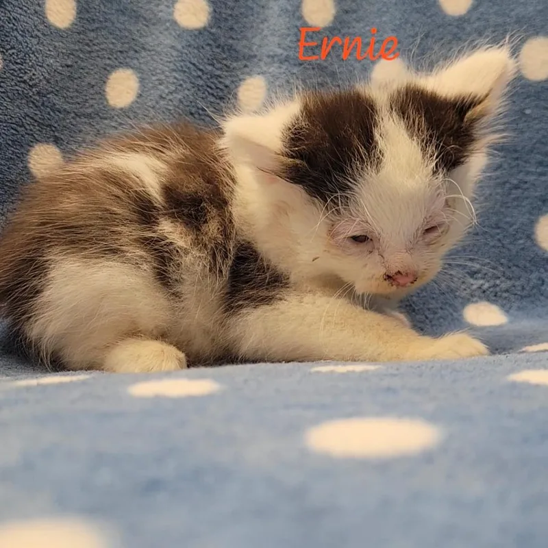Ernie thumbnail 2