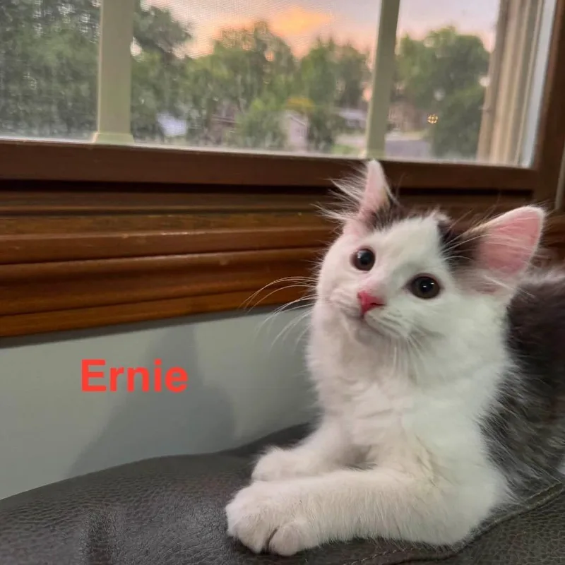 Ernie thumbnail 4