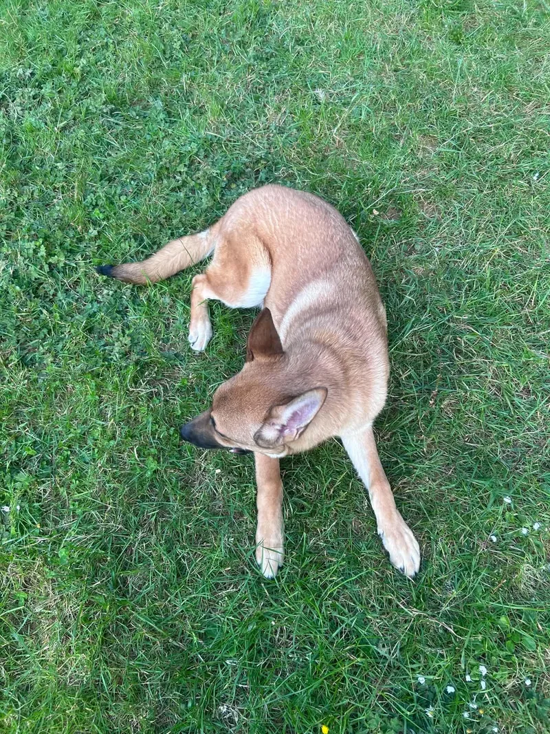 A young medium-sized male Apricot / Beige Shepherd dog named Tone for adoption in Hoopa, CA