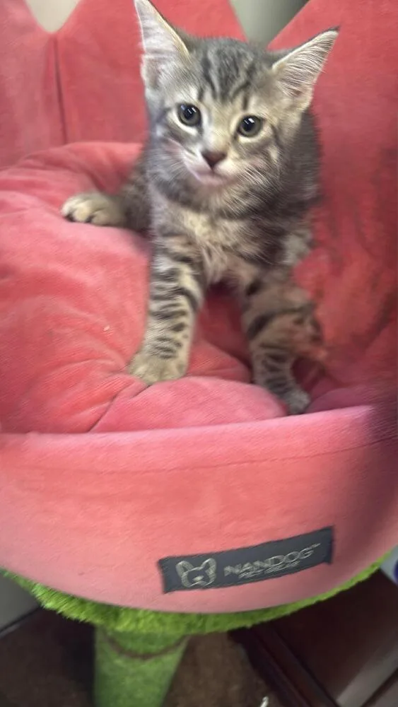 A baby small-sized female Gray & White Tabby cat named Haley for adoption in Breinigsville, PA