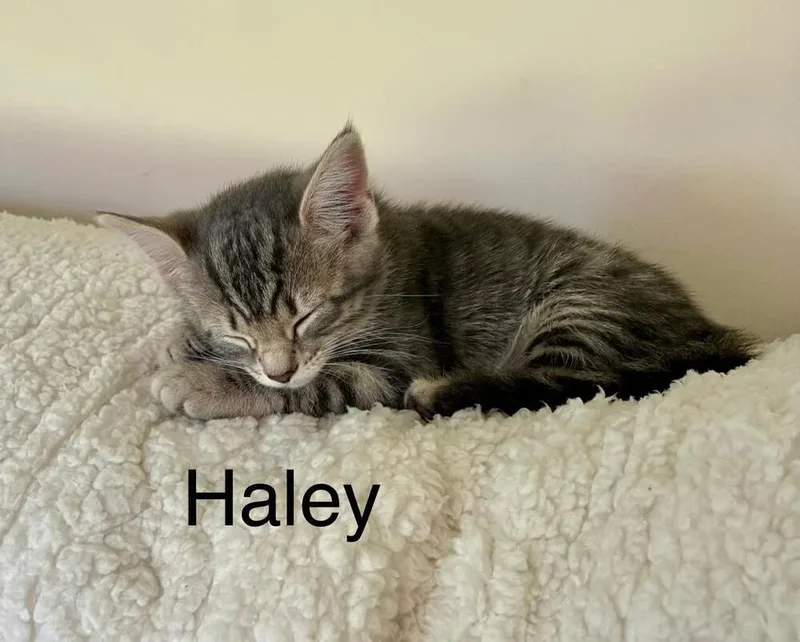 Haley thumbnail 3