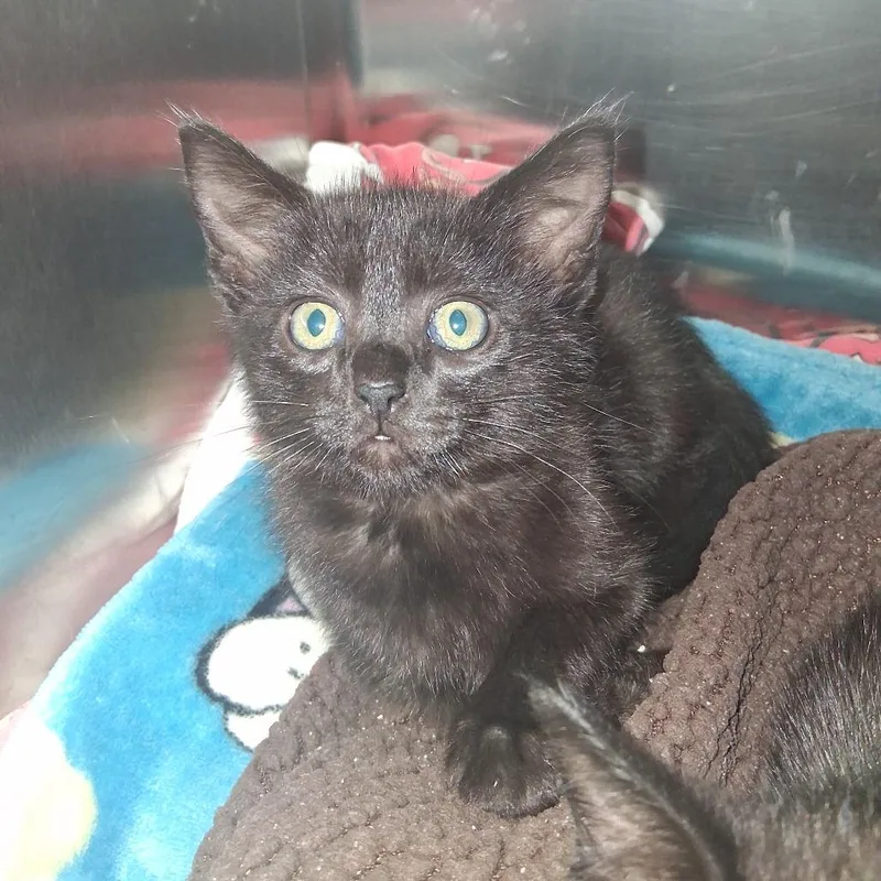 A baby small-sized male Black Domestic Short Hair cat named Mr. Bobinsky for adoption in Fort Bragg, CA