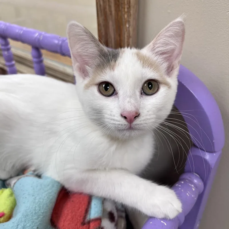 A baby small-sized female White Domestic Short Hair cat named Sandy for adoption in Arlington Heights, IL
