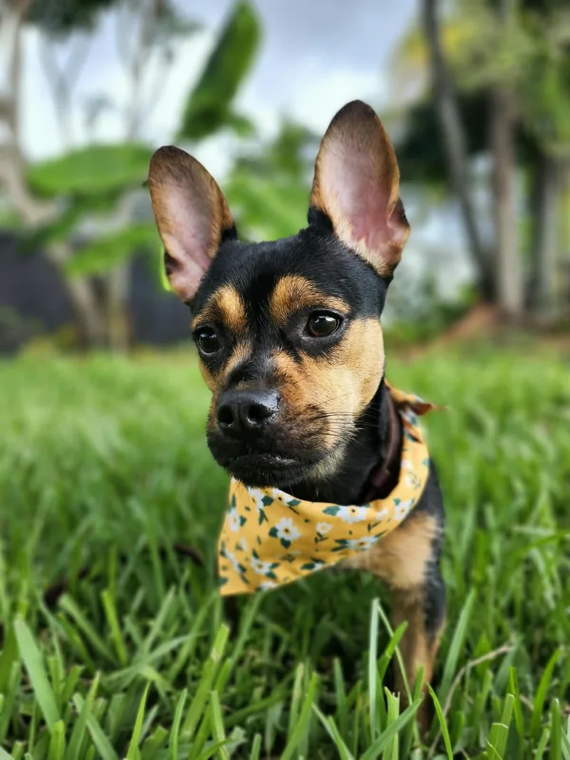 A baby small-sized female Tricolor (Brown, Black, & White) French Bulldog dog named Barbara for adoption in Sunrise, FL