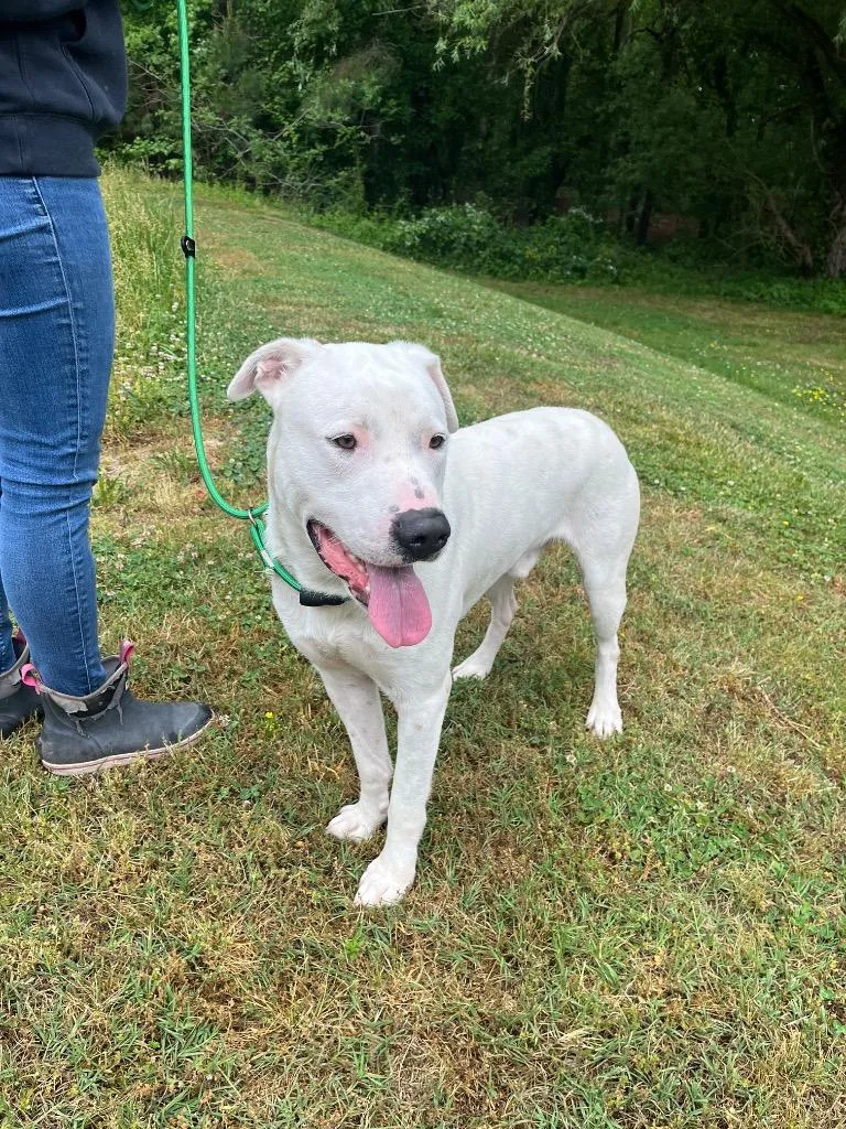 A young large-sized male Terrier dog named Rein for adoption in Cambridge, MD