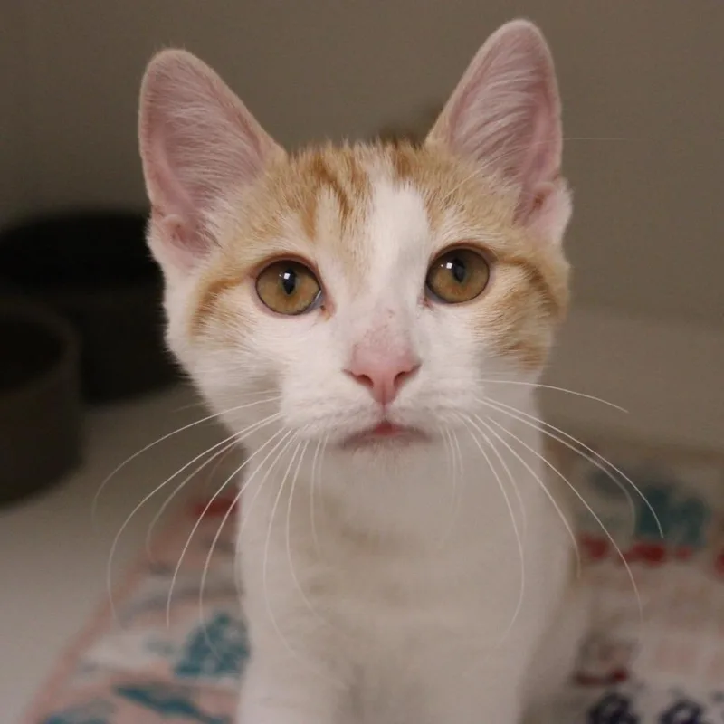 A baby small-sized male Orange / Red Domestic Short Hair cat named Kyanite for adoption in Champaign, IL