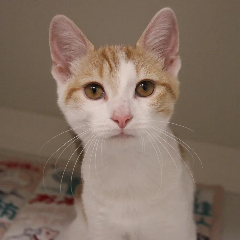 Kyanite thumbnail 6