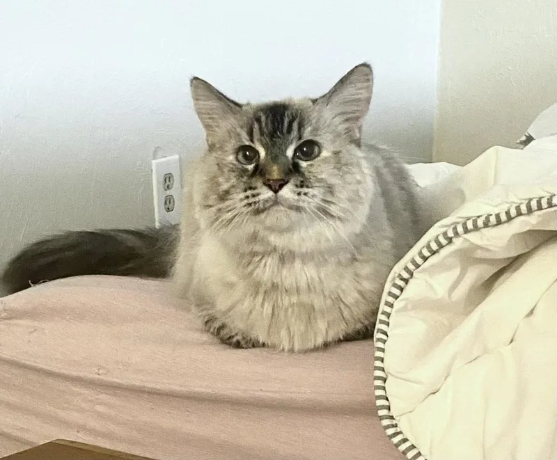 A senior medium-sized female Ragdoll cat named Jada for adoption in tucson, AZ