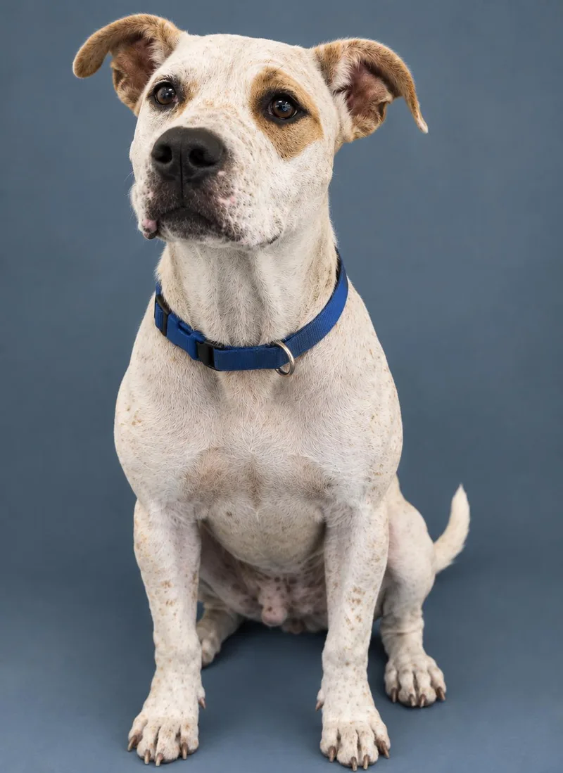 An adult medium-sized male White / Cream Mixed Breed dog named Speck for adoption in Wooster, OH