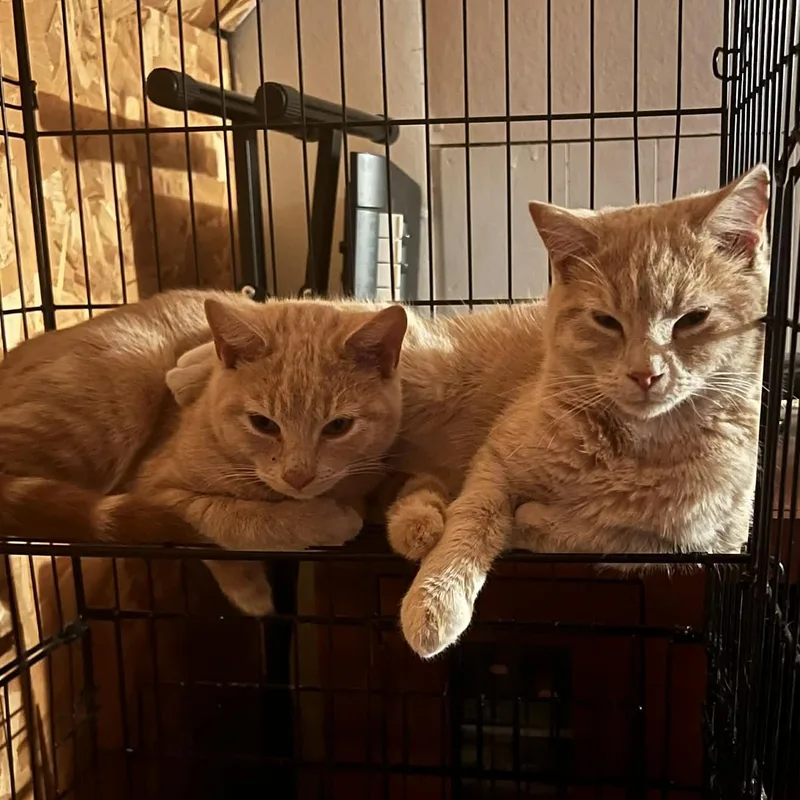 Carrot Cake& Cream Puff
