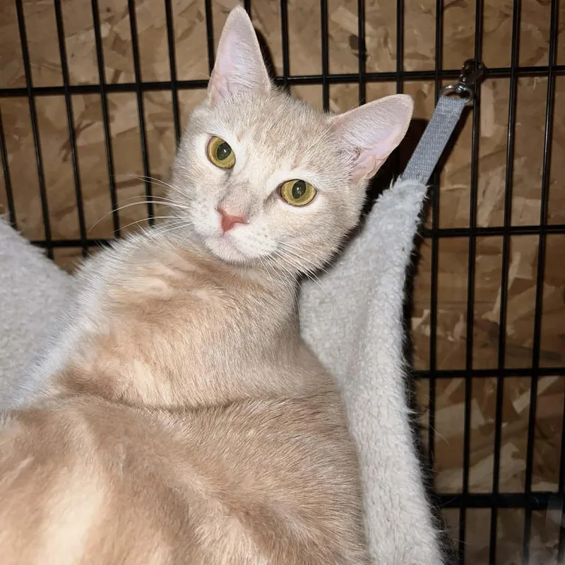 Carrot Cake& Cream Puff thumbnail 2