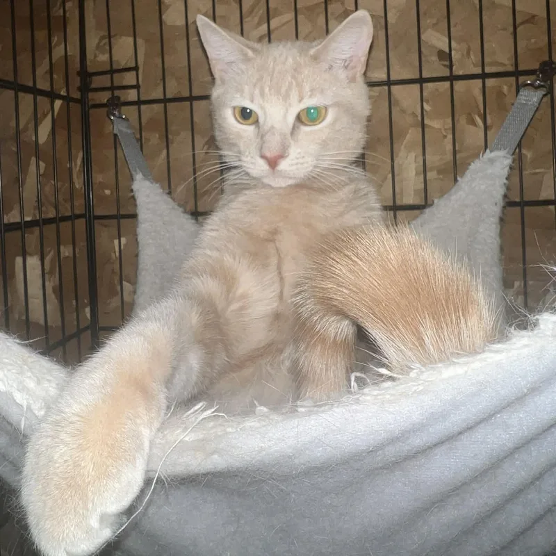 Carrot Cake& Cream Puff thumbnail 3