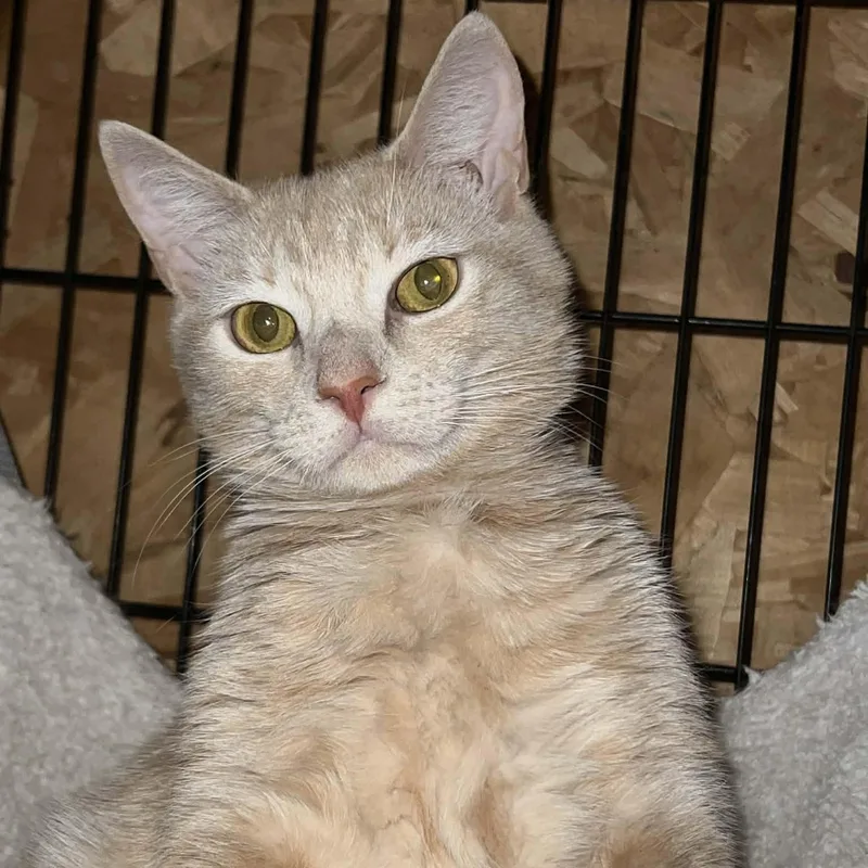 Carrot Cake& Cream Puff thumbnail 4