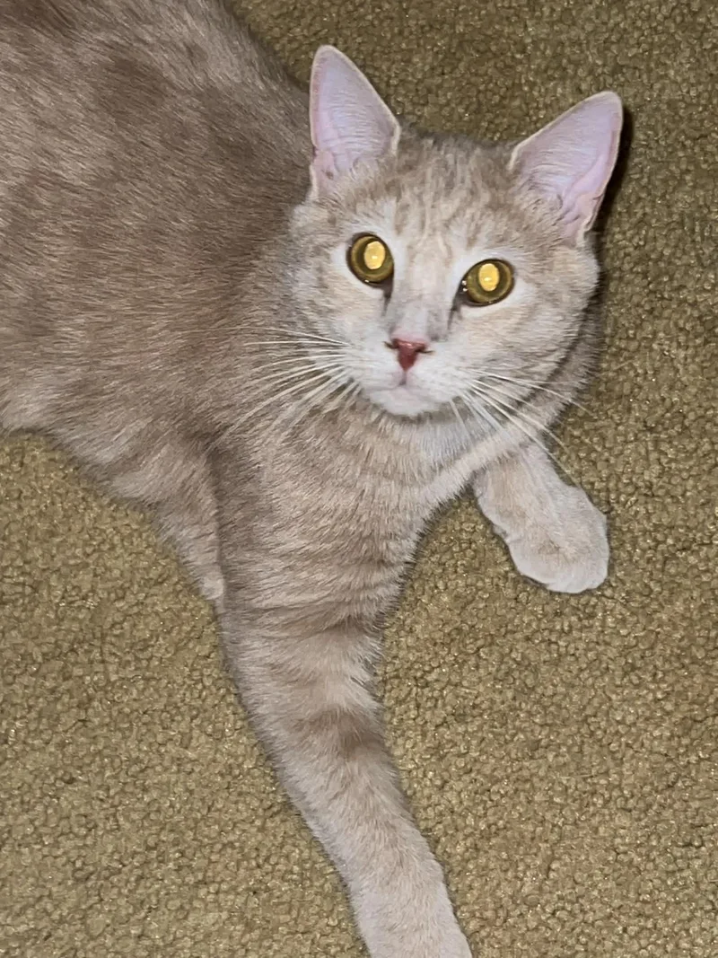 Carrot Cake& Cream Puff thumbnail 5