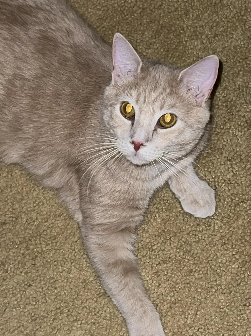 Carrot Cake& Cream Puff thumbnail 6