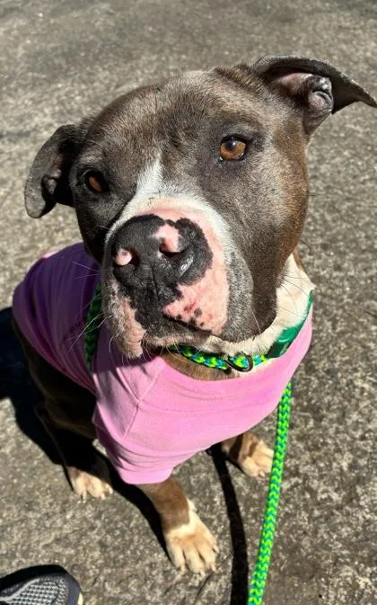 Mikey Urgent! thumbnail 2