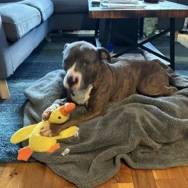 Mikey Urgent! thumbnail 4