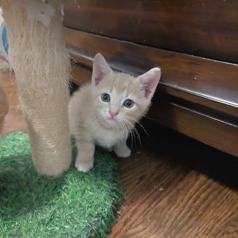 A baby small-sized male Domestic Short Hair cat named Benson for adoption in Cumming, GA