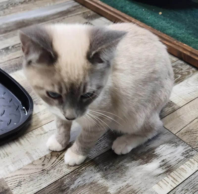 A young medium-sized male Domestic Short Hair cat named Snoball for adoption in Crossville, TN