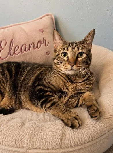 Eleanor thumbnail 5