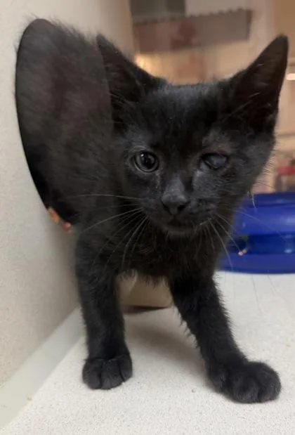 A baby small-sized male Domestic Short Hair cat named A Kareoke for adoption in North Charleston, SC