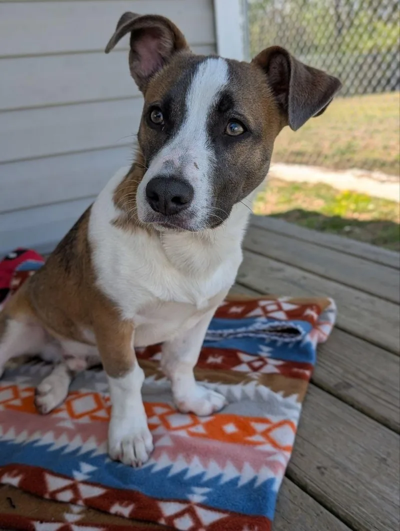 A baby small-sized male Tricolor (Brown, Black, & White) Corgi dog named Ezra for adoption in Macclesfield, NC