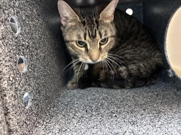 A young medium-sized female Domestic Short Hair cat named Slumber Party for adoption in New York, NY