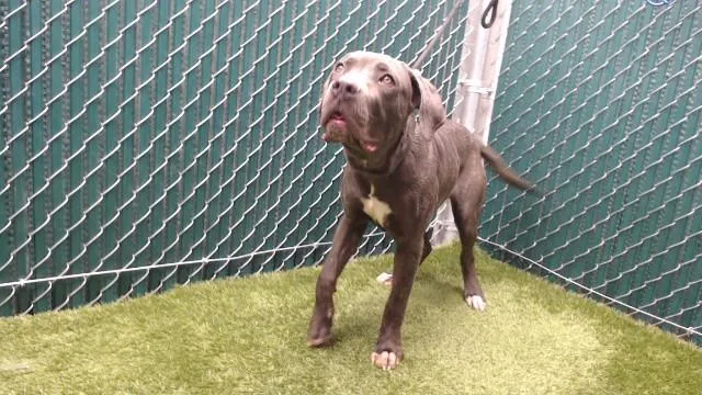 A young medium-sized male Cane Corso dog named Clifford for adoption in Downey, CA