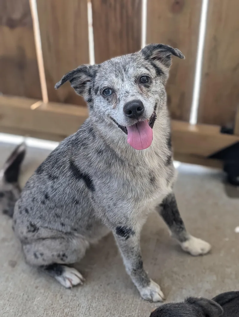 An adult small-sized female Black Australian Cattle Dog / Blue Heeler dog named Harley for adoption in Baton Rouge, LA