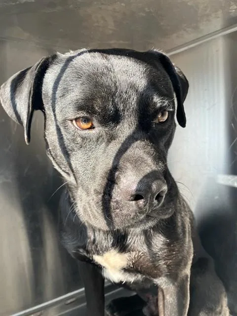 A young medium-sized male Mixed Breed dog named Midnight for adoption in Dallas, TX