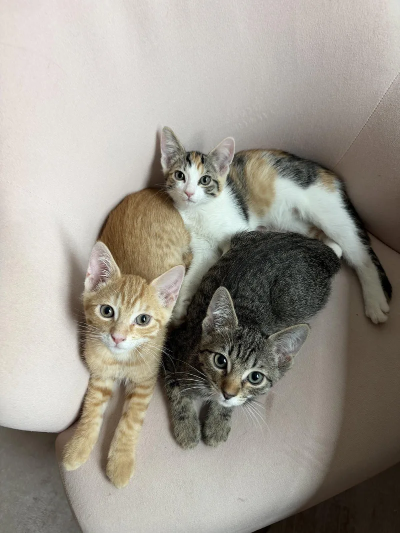 A baby small-sized male Tabby (Orange / Red) Tabby cat named Louis for adoption in Walnut Creek, CA