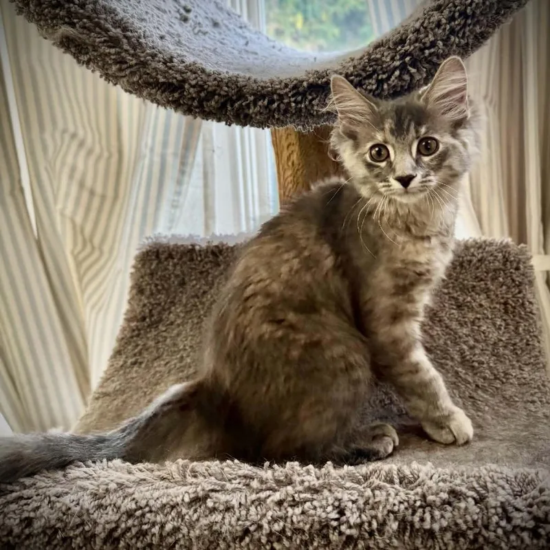 A baby small-sized female Calico Domestic Medium Hair cat named Gracie for adoption in Toledo, OH