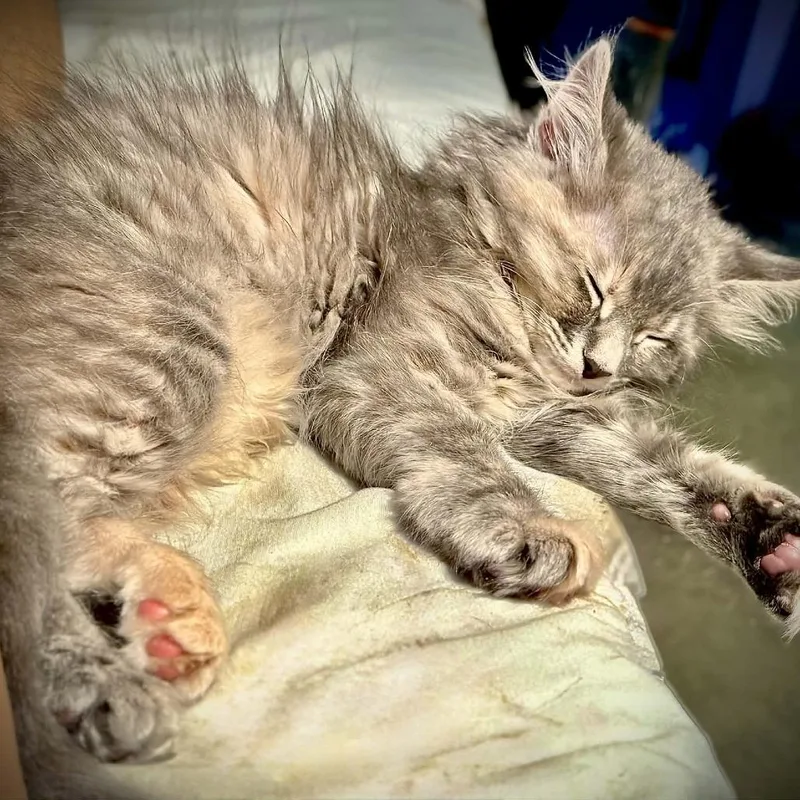 Gracie thumbnail 2
