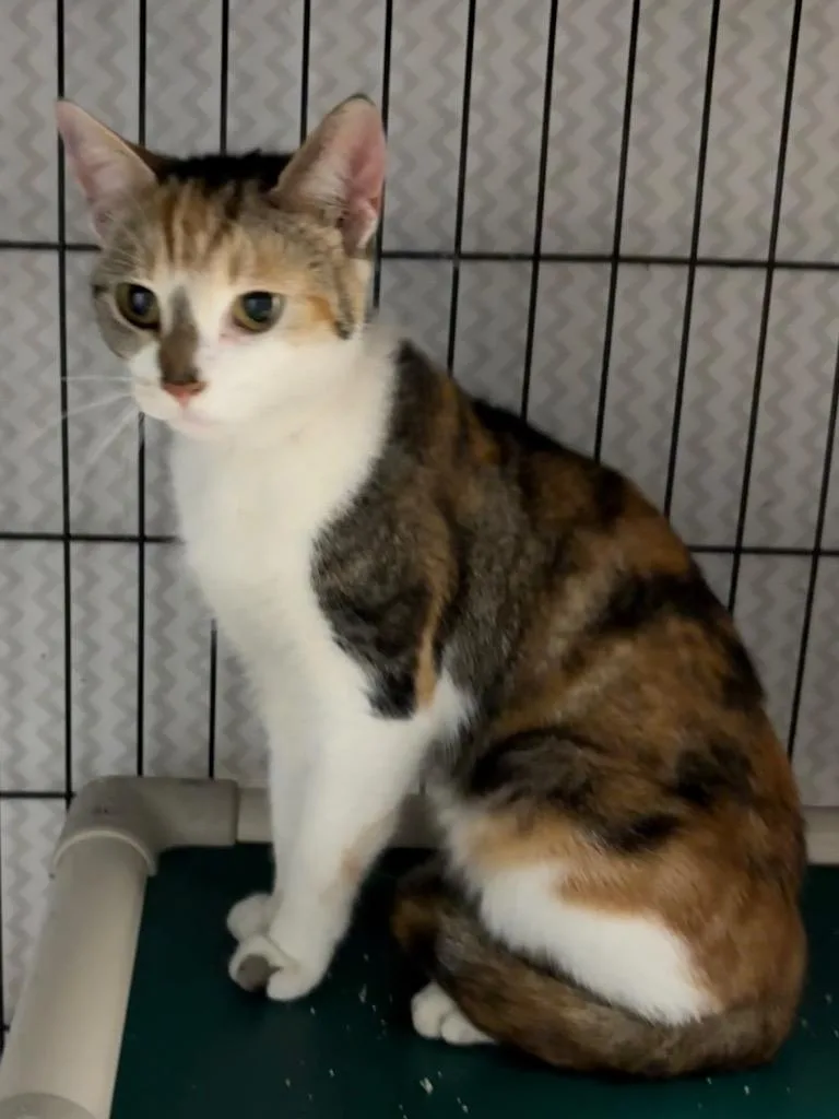 A baby medium-sized female Domestic Short Hair cat named Cadence for adoption in Hartford City, IN