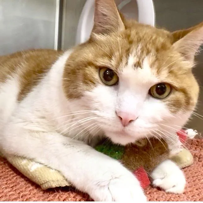 A senior large-sized male White Manx cat named Charlie for adoption in West Palm Beach, FL