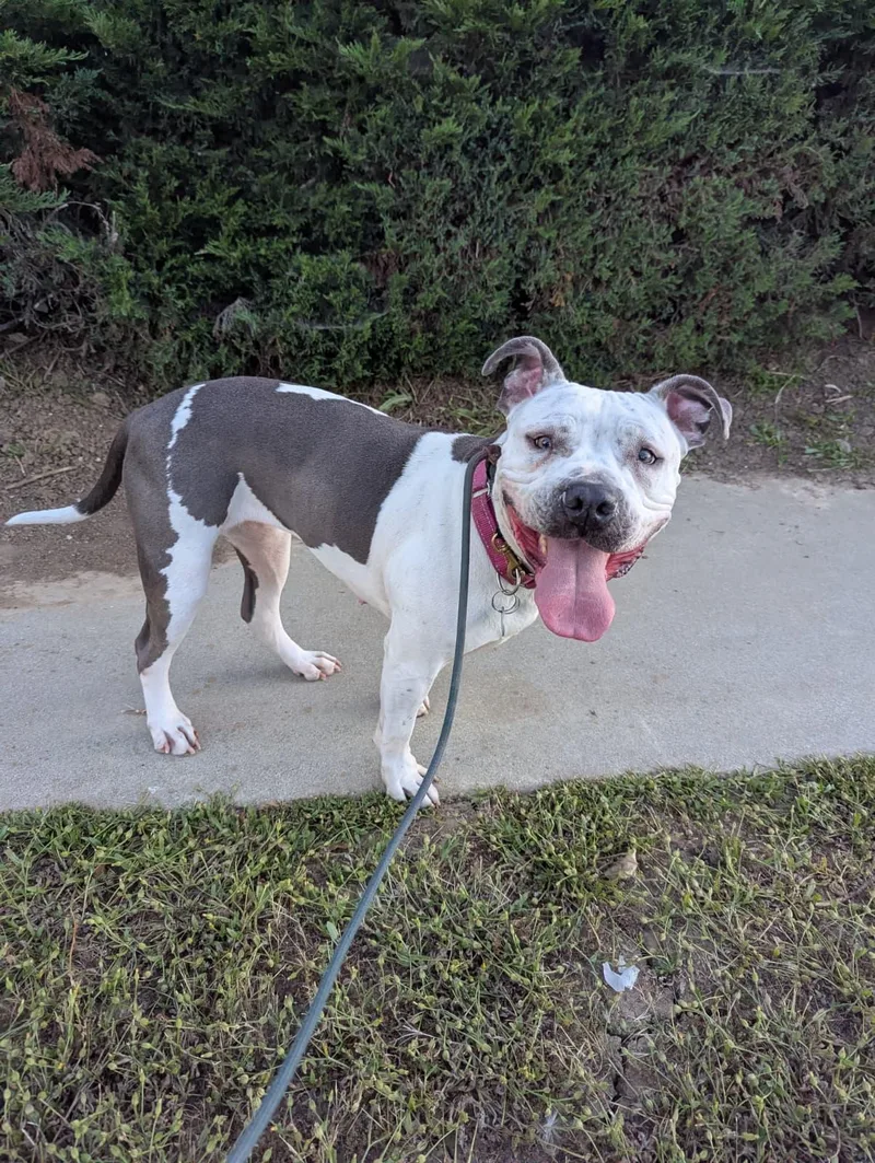 An adult medium-sized female Pit Bull Terrier dog named Freckles for adoption in Pasadena, CA