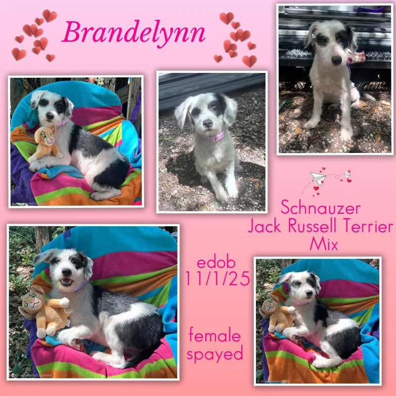 Brandelynn Mdt thumbnail 3