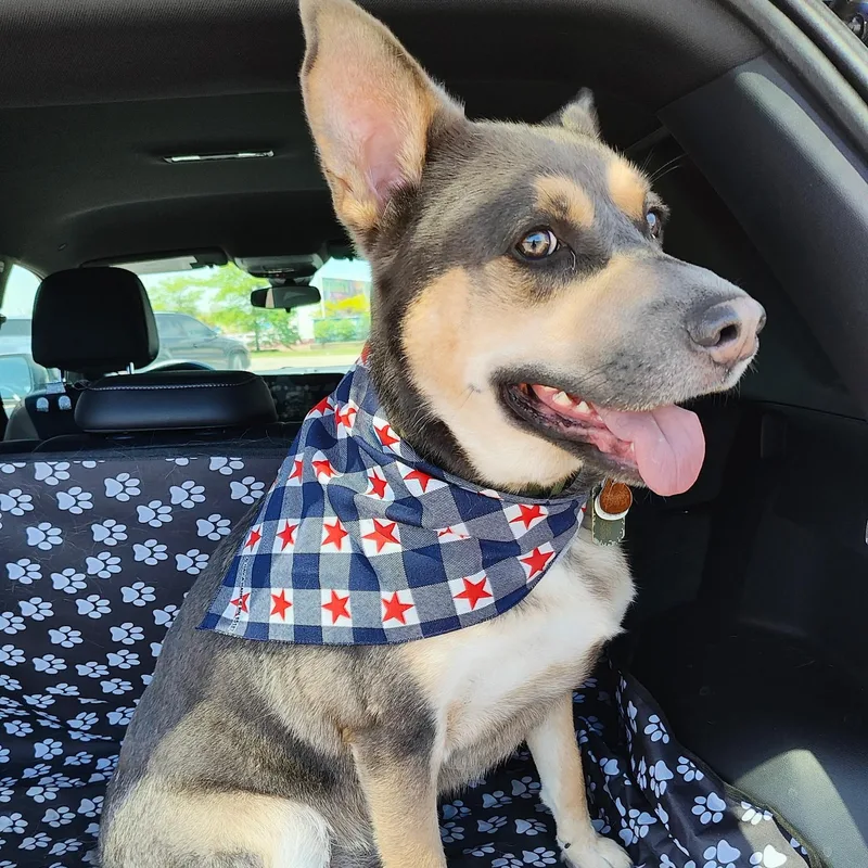 An adult medium-sized male Tricolor (Brown, Black, & White) German Shepherd Dog dog named Mowgli for adoption in Wyandotte, MI