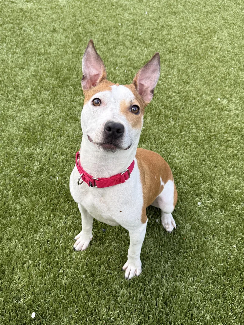 A young small-sized female Bicolor Mixed Breed dog named Lentil for adoption in Columbus, OH