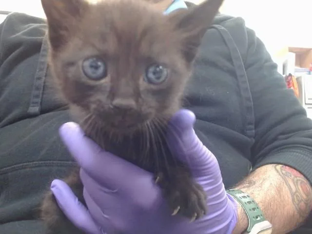 A baby small-sized male Domestic Short Hair cat named Appa for adoption in Miami, FL