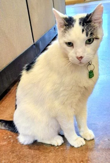 An adult large-sized male Maine Coon cat named Jazzy for adoption in Mountain View, AR